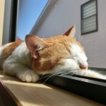 猫の熱中症の症状と対処…冷房で早めの対策を！