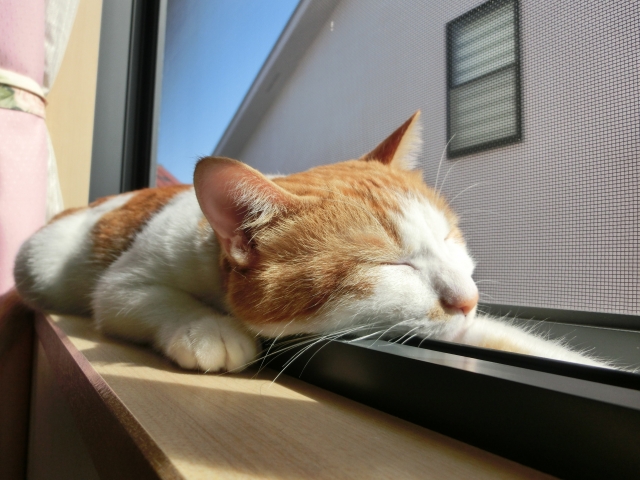 猫の熱中症の症状と対処…冷房で早めの対策を！