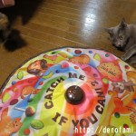 猫のキャッチ・ミー・イフ・ユー・キャン2を買ってみた感想…複雑な動きで飽きずにずっと遊べるおもちゃ