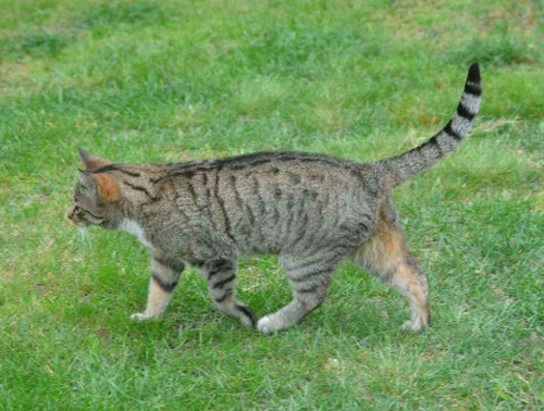猫の気持ちは尻尾を見て判断しよう！考えてる事がわかるシッポの動き5つ