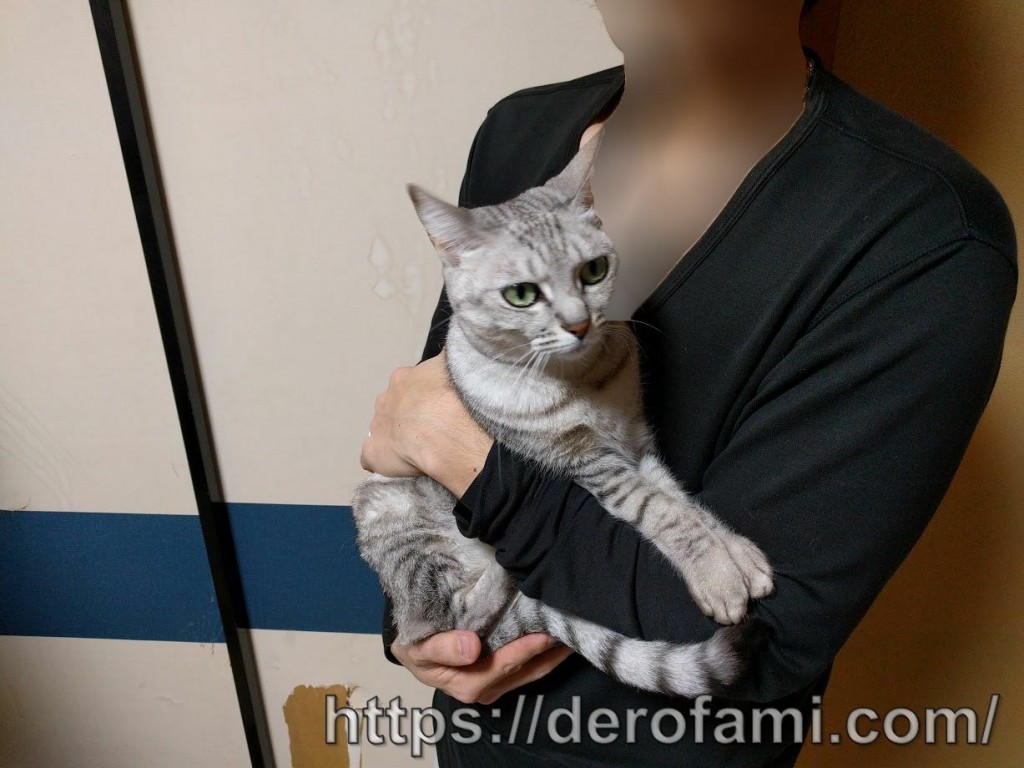 猫が嫌がる抱っこと好む抱き方…小さい頃から膝の上で温めてあげると慣れるのでオススメ | ねこほう