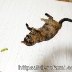 猫が病気になった際の手術費は高額！…保険に入っていれば安心して治療に専念できる