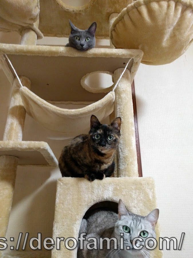 キャットタワーに乗る猫達
