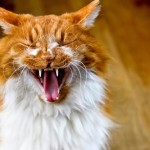 猫の口内炎の症状や治療法まとめ…再発しやすく完治が難しい病気