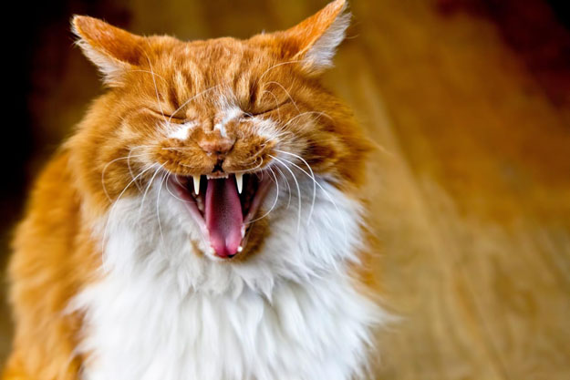 猫の口内炎の症状や治療法まとめ…再発しやすく完治が難しい病気