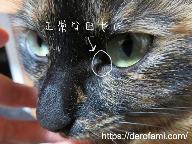 猫の目やにが茶色な理由は 病気に繋がる症例と綺麗に取る方法まとめ ねこほう