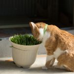 猫草は絶対に必要？…食べないネコは意外と多い！