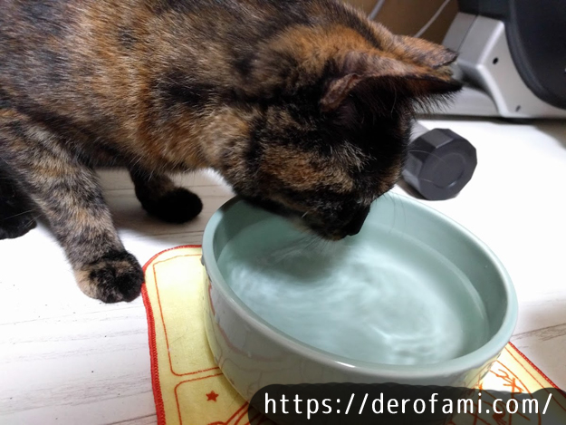 猫専用の水飲み食器「ヘルスウォーターボウル」を使ってみた効果