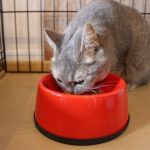 猫の食事は魚と肉どっちが良いの？好みの味を見つけてあげよう