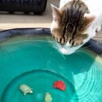 夏だからといって猫に冷たい水を与えてはダメ…涼しい部屋で常温の水を与えよう