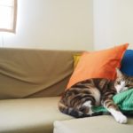 猫の室内飼いする際の危険と注意点…家の中でもケガや事故に気をつけよう