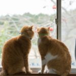 猫が窓を眺める理由とは？外に出すとストレスの原因になるので注意！