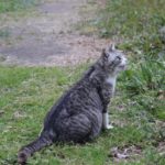 猫を外飼いするメリット・デメリット…近所迷惑にならないように気をつけよう