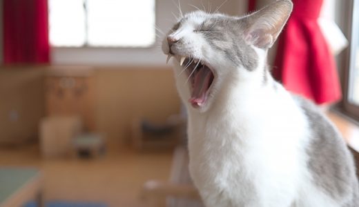 猫があくびをする理由とは？ストレスが溜まっている可能性も
