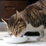 猫はキャットフードだけで栄養は足りる？…おやつは基本的に与える必要はない