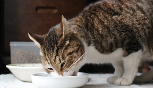 猫はキャットフードだけで栄養は足りる？…おやつは基本的に与える必要はない