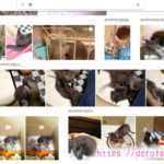 猫の写真や動画保存は容量無制限のGoogleフォトがオススメ…無料で使えてとにかく便利