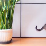 猫がいる家で観葉植物を置いても良い？…毒性のあるものが多いので危険
