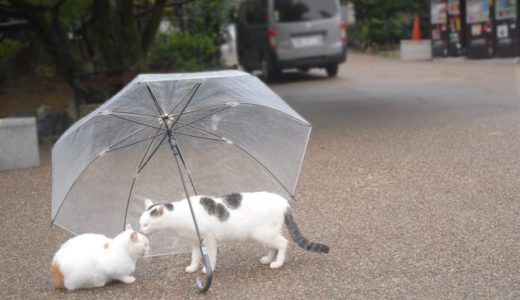 梅雨などの湿気が多い時期は猫に影響はある？…体調を崩しやすいので注意