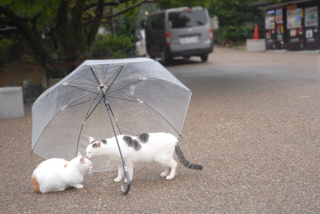 雨の猫
