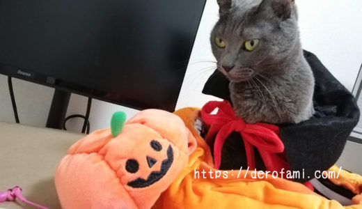 3coinsの猫のハロウィングッズを紹介…かぼちゃベッドがとにかく可愛い！