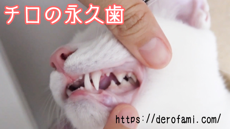 チロの永久歯