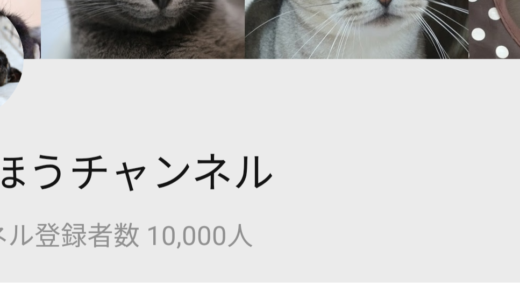 You Tube「ねこほうチャンネル」登録者数1万人突破しました！